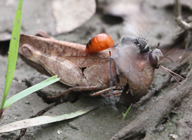 Prionyx parkeri